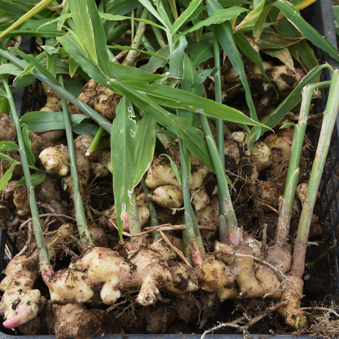 Ginger Root | Essential Oil | Zingiber officinale