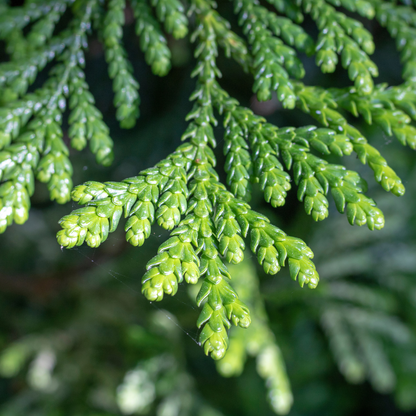 Cedarwood Virginian | Essential Oil | Juniperus Virginiana