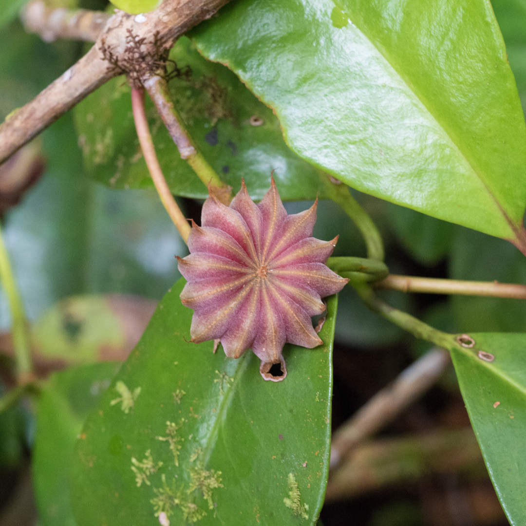 Anise Star | Essential Oil | Illicium verum