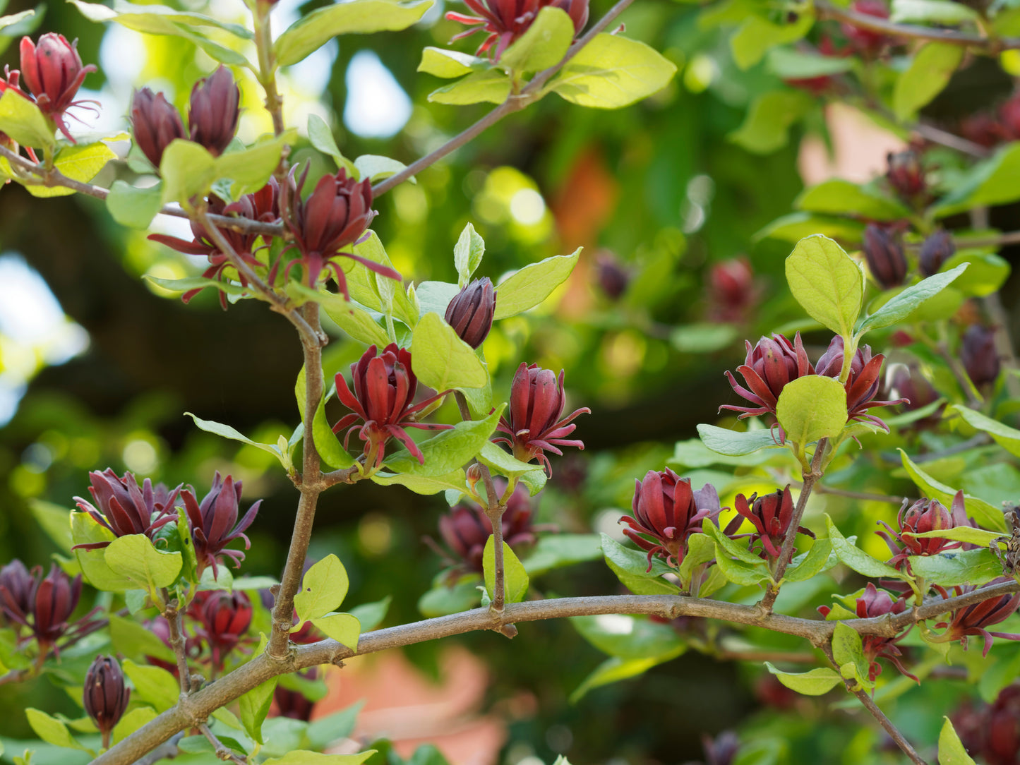 Allspice Leaf | Essential Oil | Pimenta Officinalis