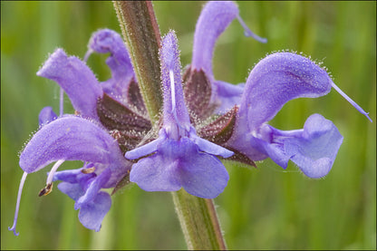 Sauge sclarée | Huile essentielle | Salvia sclarca