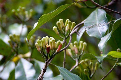 Bourgeon de girofle | Huile essentielle | Eugenia caryophyllata