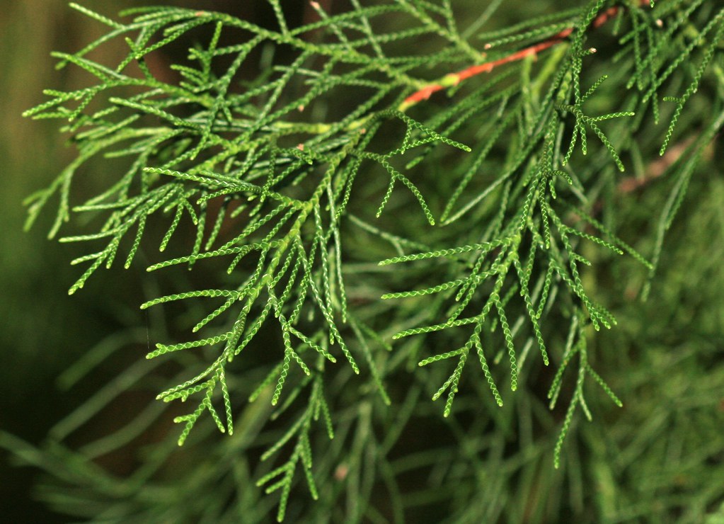 Cyprès | Huile essentielle | Cupressus Sempervirens