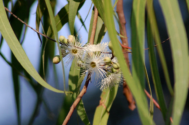 Eucalyptus Lemon | Essential Oil | Eucalyptus Citrodora