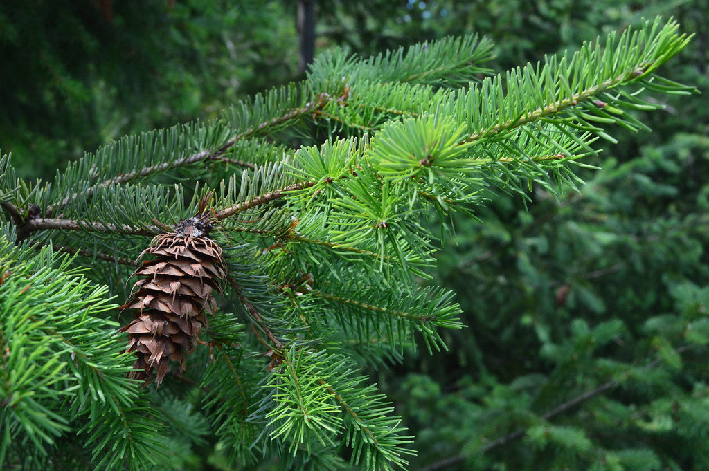 Aceite esencial de agujas de abeto siberiano | Abies sibirica