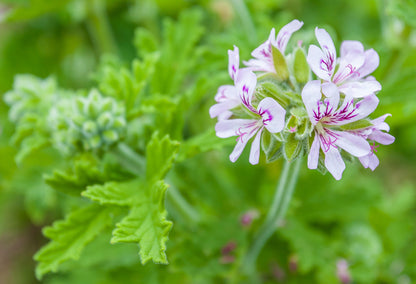 Géranium | Huile essentielle | Pelargonium graveolens