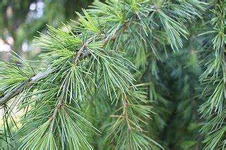 Madera de cedro del Himalaya | Aceite Esencial | Cedrus Deodora