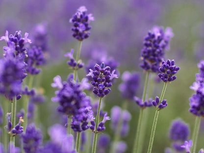 Lavender 40/42 | Essential Oil | Lavandula angustifolia