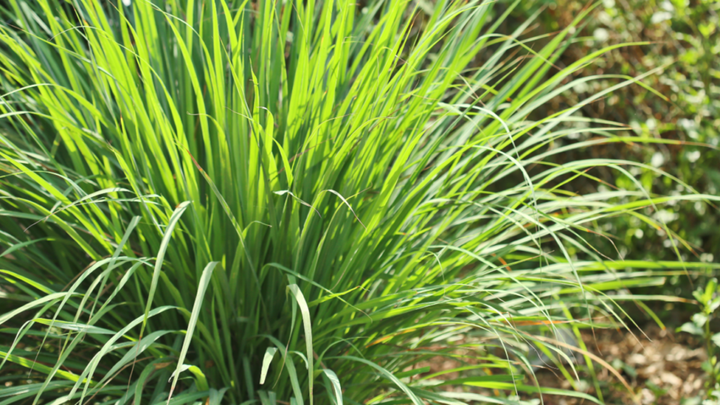 Citronnelle | Huile essentielle | Cymbopogon Schoenanthus