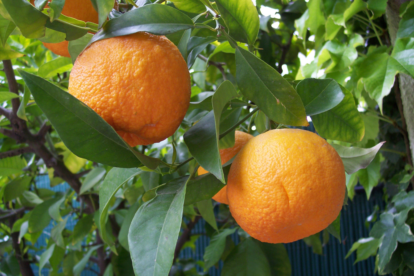 Naranja dulce | Aceite Esencial | Citrus aurantium dulcis