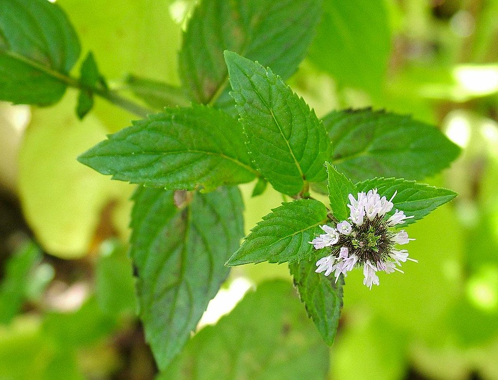 Peppermint | Essential Oil | Mentha Arvensis