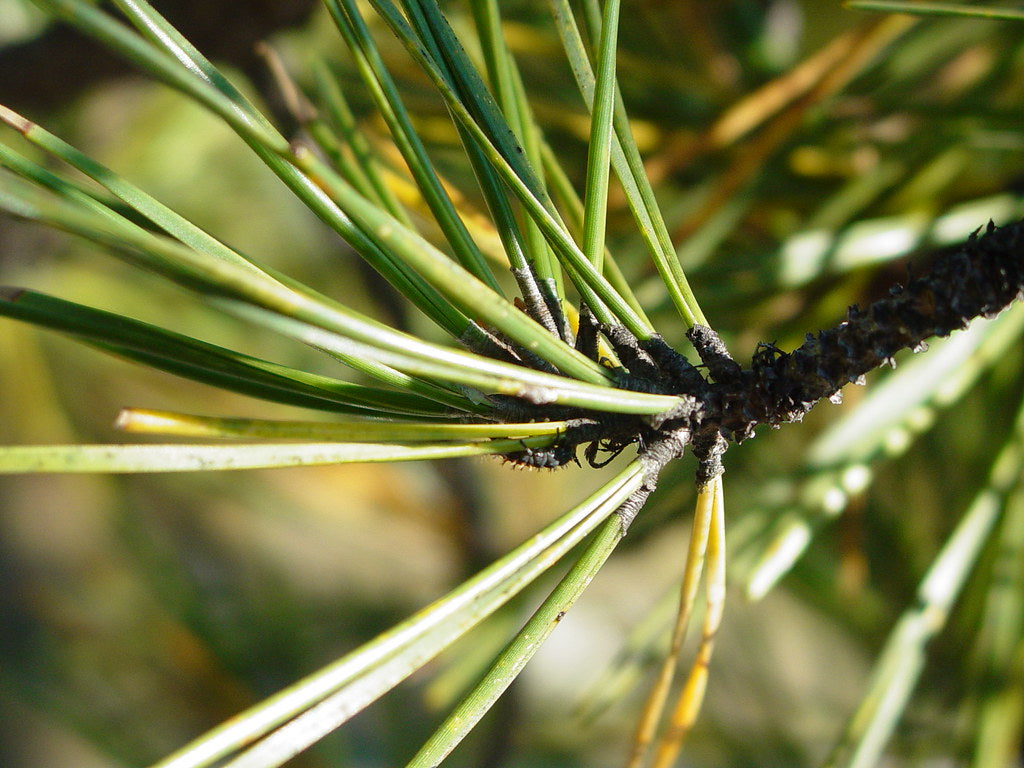 Pine Needle | Essential Oil | Pinus Sylvestris