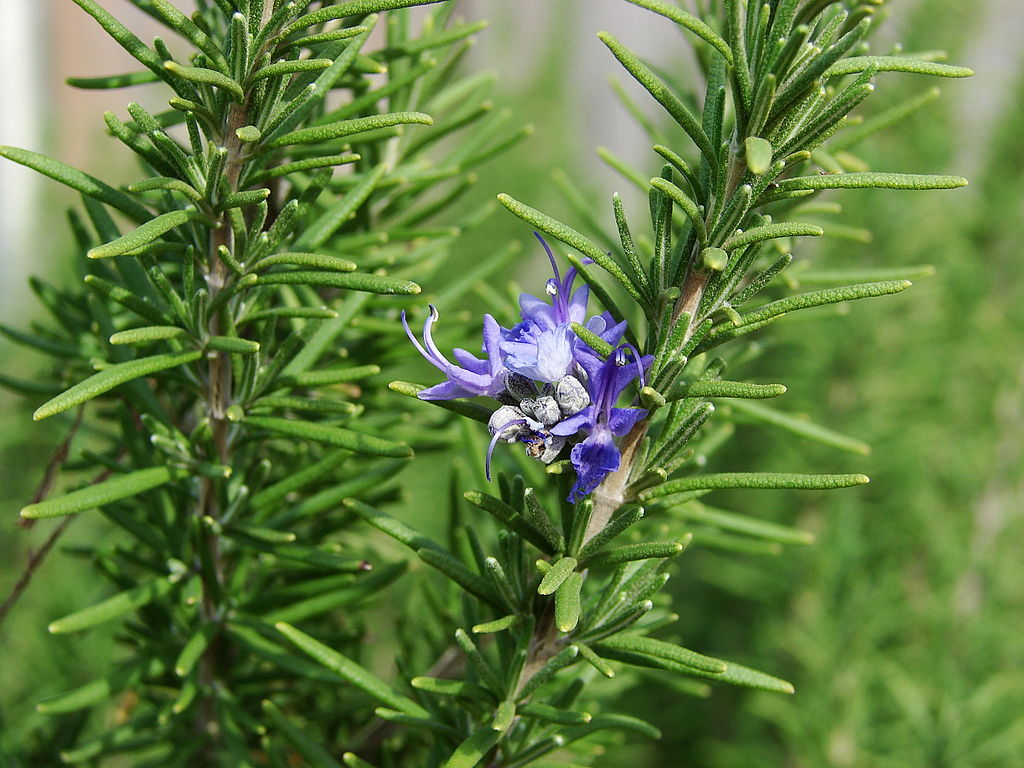 Rosemary | Essential Oil | Rosmarinus Officinalis