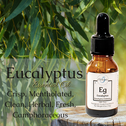 Eucalyptus | Huile essentielle | Eucalyptus globulus