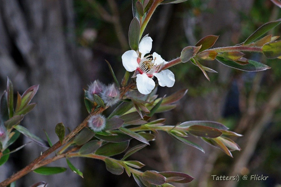 Arbre à thé | Huile essentielle | Melaleuca Alternifolia